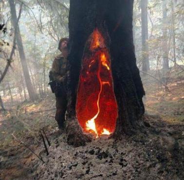 Drzewo, które płonie od pięciu dni po uderzeniu pioruna