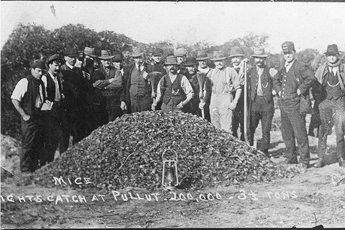 Plaga myszy, Australia, 1917