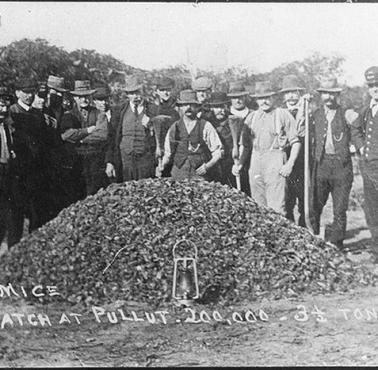 Plaga myszy, Australia, 1917