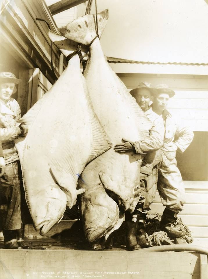 Rekordowy 272 kg halibut, 1930