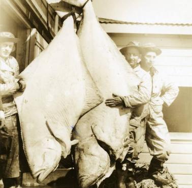 Rekordowy 272 kg halibut, 1930