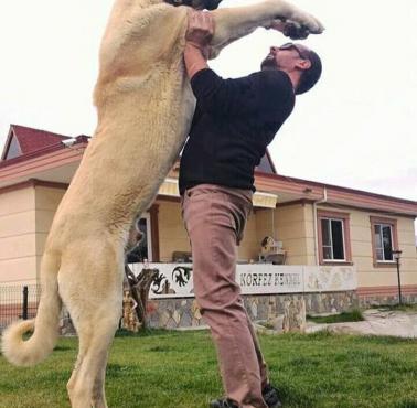 Kangal - duże tureckie psy pasterskie zaliczane do grupy molosów w typie górskim