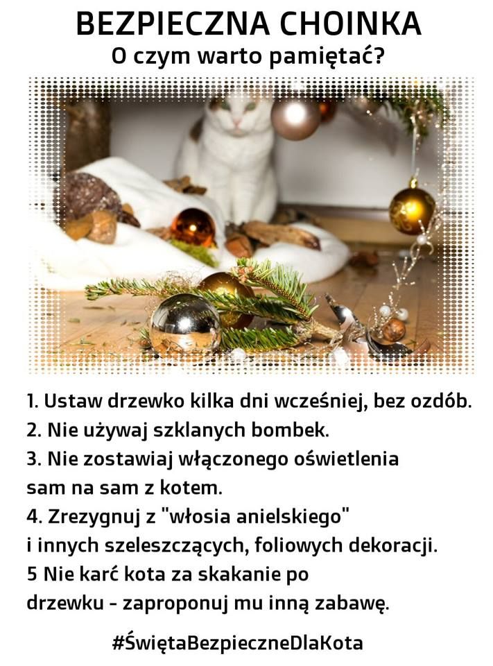Choinka i kot, kilka praktycznych rad