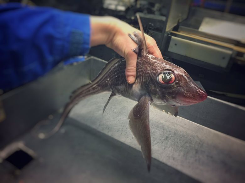 Chimera amerykańska (Hydrolagus colliei) - gatunek ryby chrzęstnoszkieletowej z rodziny chimerowatych (Chimaeridae)