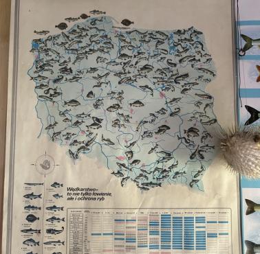 Ryby w Polsce, wędkarstwo z podziałem na okres ochronny