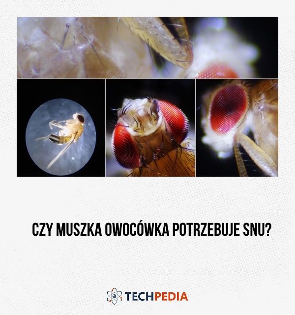 Czy muszka owocówka potrzebuje snu?