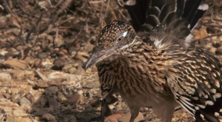 Geococcyx – rodzaj ptaka z rodziny kukułkowatych (Cuculidae) walczy z grzechotnikiem (wideo HD)