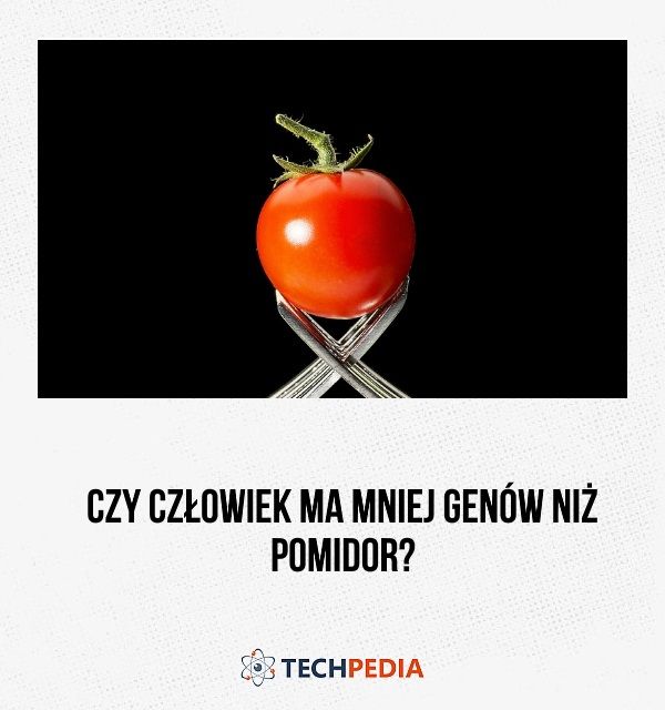 Czy człowiek ma mniej genów niż pomidor?