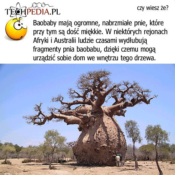 Baobab