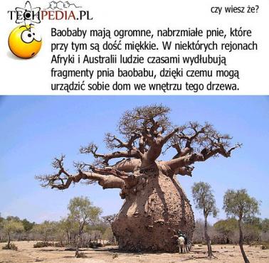 Baobab