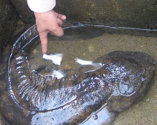 Salamandra olbrzymia chińska(Andrias davidianus) – płaz ogoniasty, największy żyjący współcześnie płaz świata