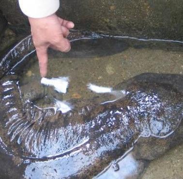 Salamandra olbrzymia chińska(Andrias davidianus) – płaz ogoniasty, największy żyjący współcześnie płaz świata