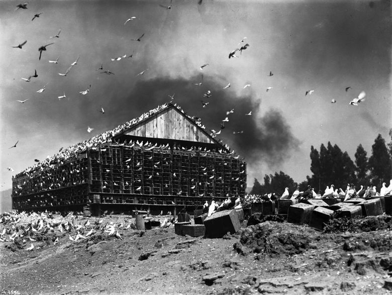Farma gołębi, Kalifornia, USA, 1900