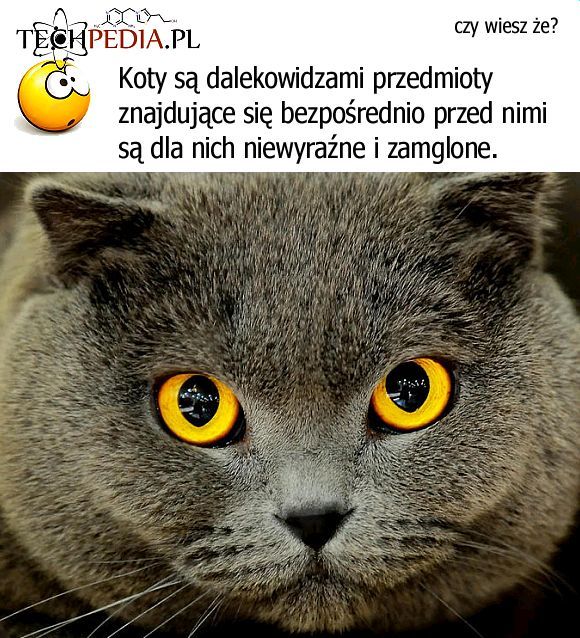 Koci wzrok