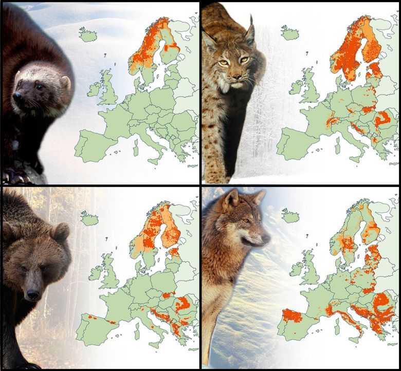 Obszary występowania niedźwiedzia, wilka, rysia w Europie