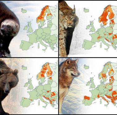 Obszary występowania niedźwiedzia, wilka, rysia w Europie