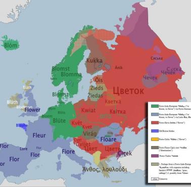 Słowo "kwiat" w różnych europejskich językach