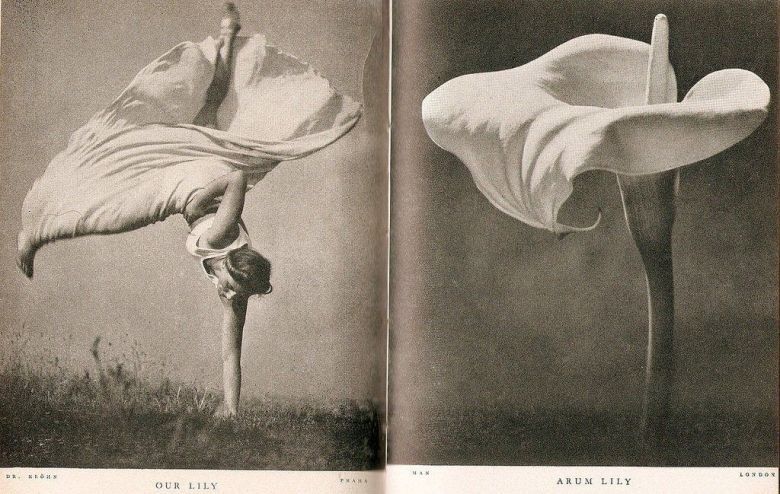 Lilia, fotografia artystyczna Stefana Loranta z 1937 roku