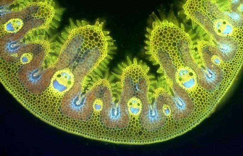 Ammophila i jej wesoła komórka pod mikroskopem