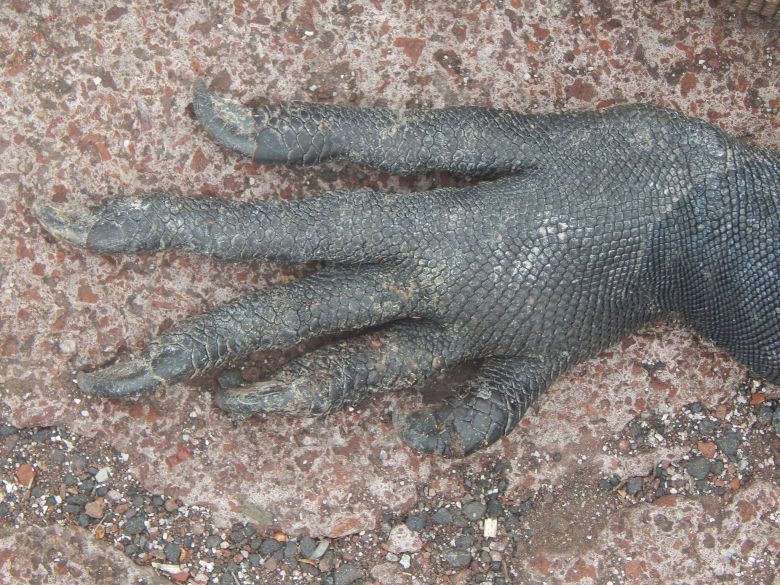 Łapa legwana (iguany)