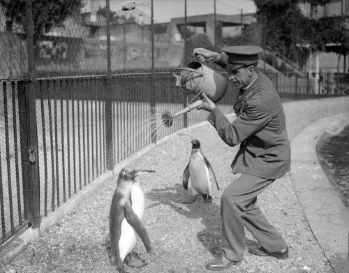 Pracownik Zoo pomaga pingwinom przetrwać upalne dni, 1930