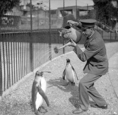 Pracownik Zoo pomaga pingwinom przetrwać upalne dni, 1930