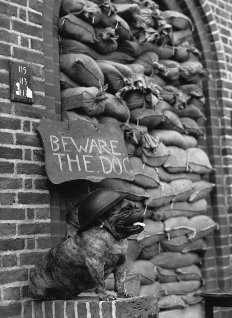 Buldog pilnuje domu, 1940