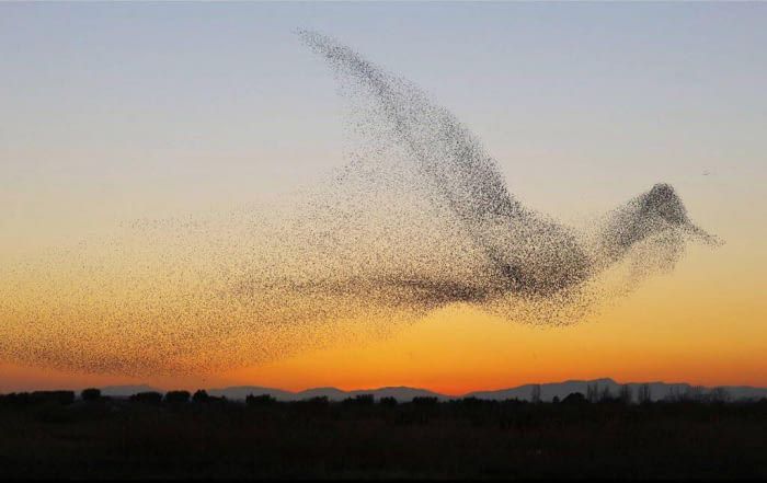 Zjawisko zwane jest murmuration, a tworzone jest przez ogromne (nawet 100 tys.) formacje ptaków