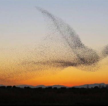 Zjawisko zwane jest "murmuration", a tworzone jest przez ogromne (nawet 100 tys.) formacje ptaków