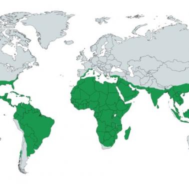 Występowanie palm na całym świecie