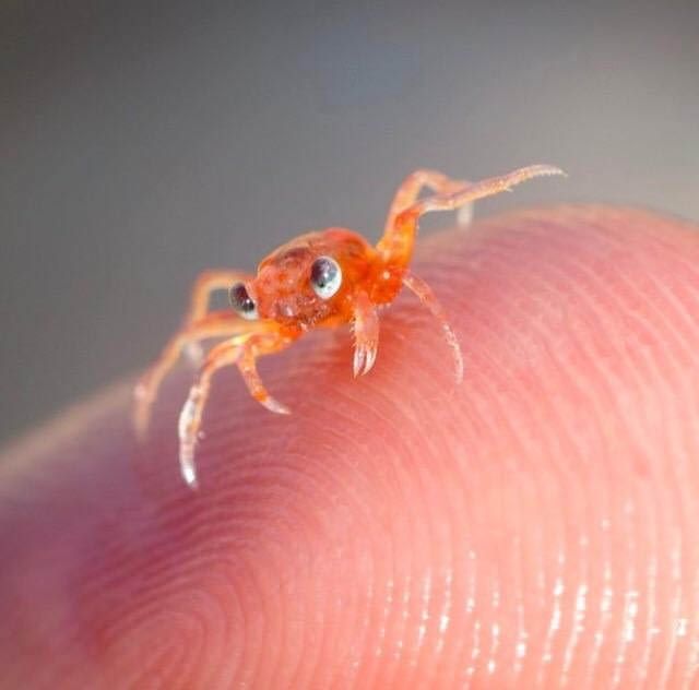 Malutki krab (Brachyura)  – grupa krótkoodwłokowych skorupiaków z rzędu dziesięcionogów (Decapoda)