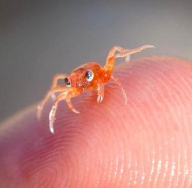 Malutki krab (Brachyura)  – grupa krótkoodwłokowych skorupiaków z rzędu dziesięcionogów (Decapoda)