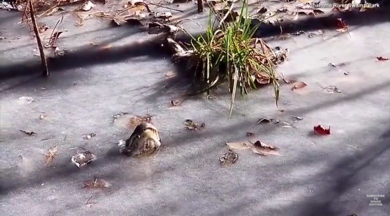 Co dzieje się z aligatorem kiedy woda zamarza, Shallotte River Swamp Park w Karolinie Północnej, USA (wideo HD)