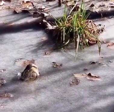 Co dzieje się z aligatorem kiedy woda zamarza, Shallotte River Swamp Park w Karolinie Północnej, USA (wideo HD)