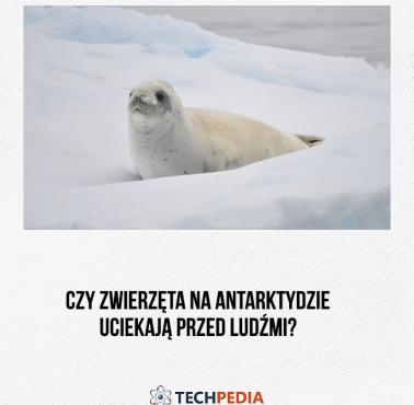 Czy zwierzęta na Antarktydzie uciekają przed ludźmi?