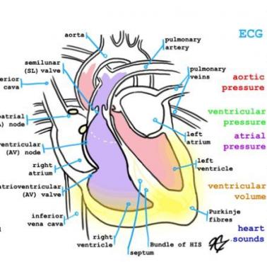 Cykl pracy serca i EKG (animacja)