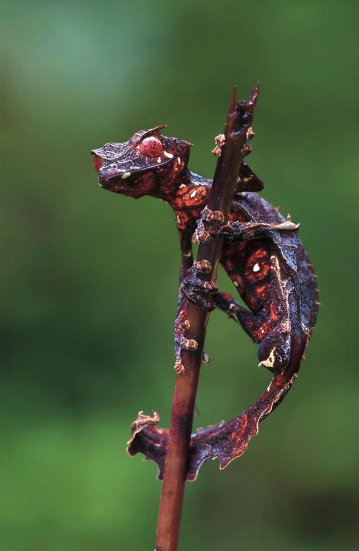 Gekon liścioogonowy - Uroplatus phantasticus w upiornym ubarwieniu