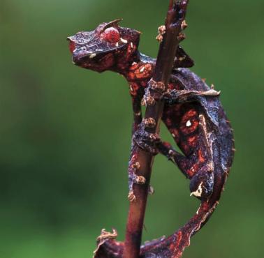 Gekon liścioogonowy - Uroplatus phantasticus w upiornym ubarwieniu