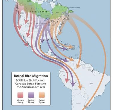 Trasy migracyjne ptaków z Ameryki Północnej do Południowej