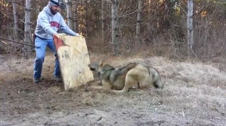 Myśliwi próbują ratować wilka, który złapał się we wnyki (wideo)