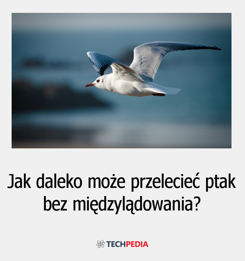 Jak daleko może przelecieć ptak bez międzylądowania?