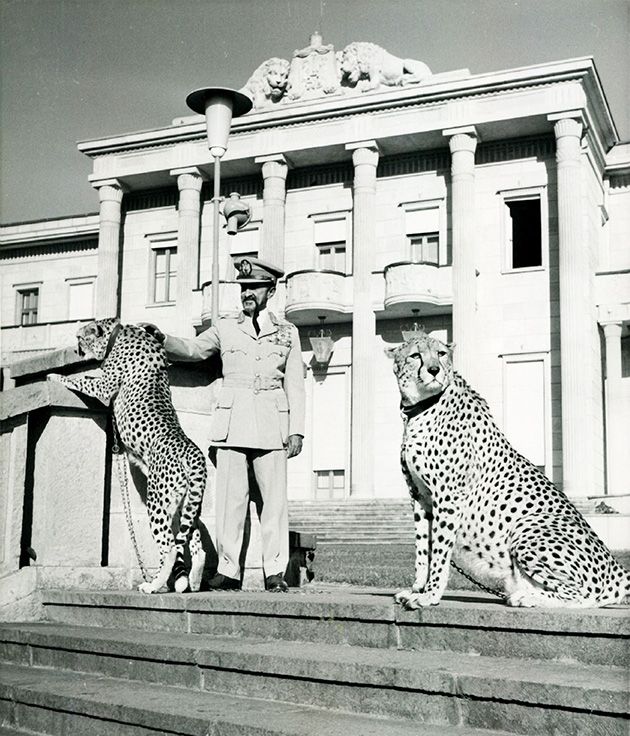 Cesarz Hajle Syllasje I pozuje z gepardami w Pałacu Jubileuszowym w Addis Abebie, Etiopia, 1962