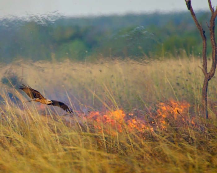 Australijska kania złotawa (Haliastur sphenurus) przenosi ogień, aby wypłoszyć zwierzynę, na którą poluje