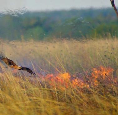 Australijska kania złotawa (Haliastur sphenurus) przenosi ogień, aby wypłoszyć zwierzynę, na którą poluje