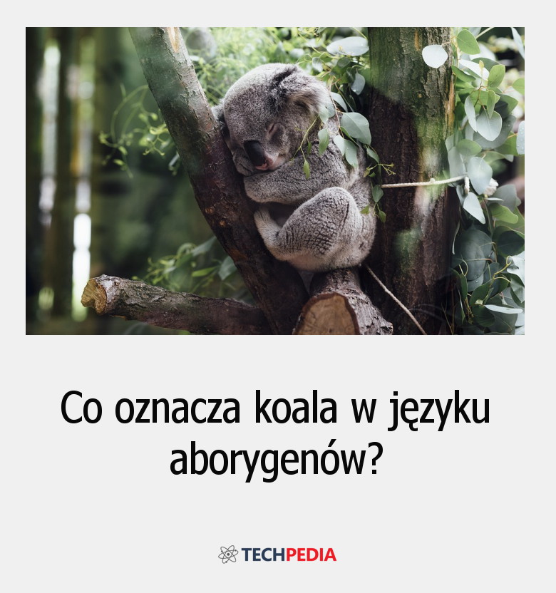 Co oznacza koala w języku aborygenów?