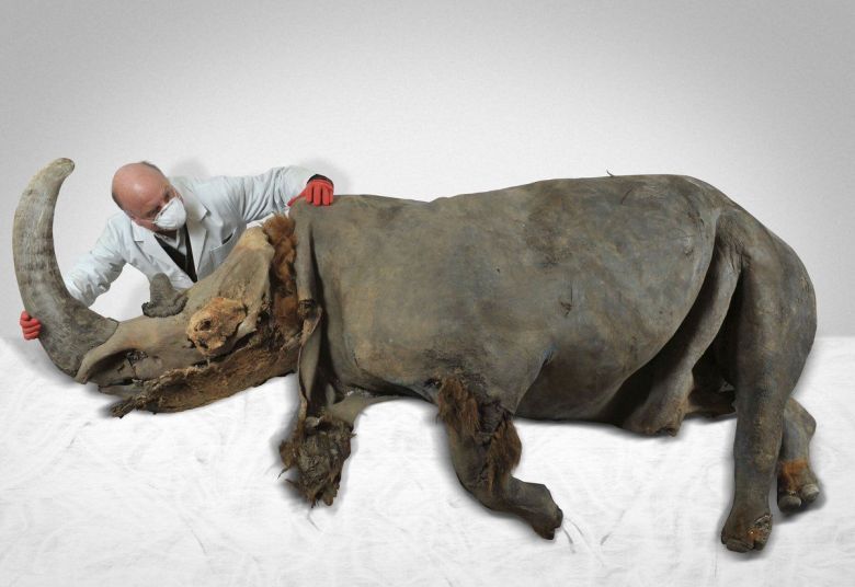 Odnalezione na Syberii dobrze zachowane zwłoki nosorożca włochatego (Coelodonta antiquitatis) z przed 39 tys. lat
