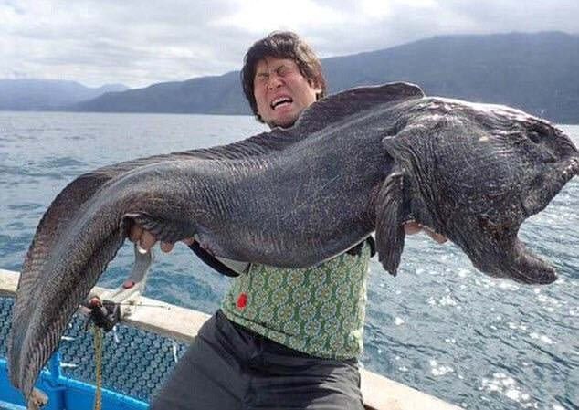 Złowiony w pobliżu Japonii zębacz długi (Anarrhichthys ocellatus)