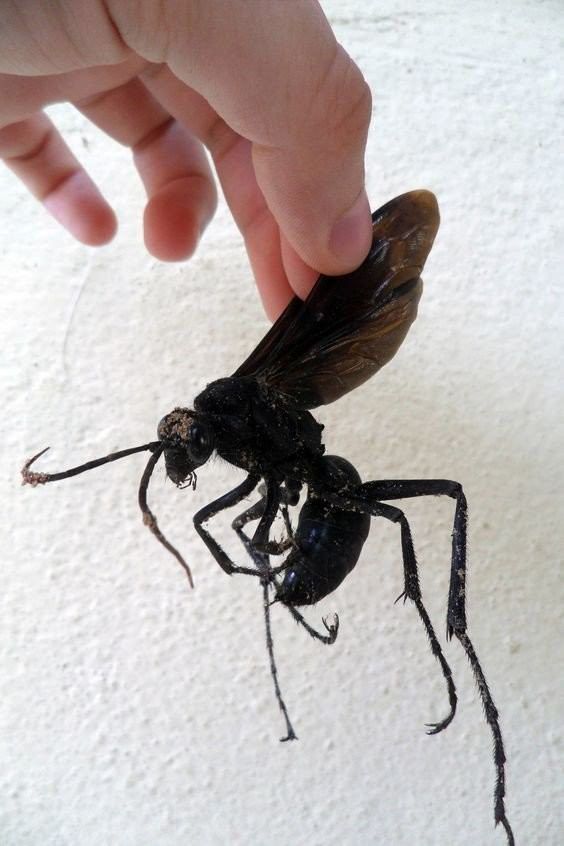 Amazońska osa (Vespidae)
