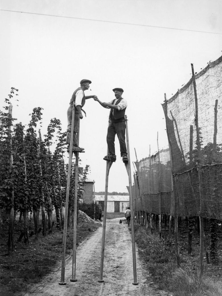 Zbieranie chmielu na farmie w hrabstwie Kent, Anglia, 1928