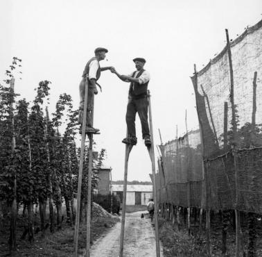 Zbieranie chmielu na farmie w hrabstwie Kent, Anglia, 1928